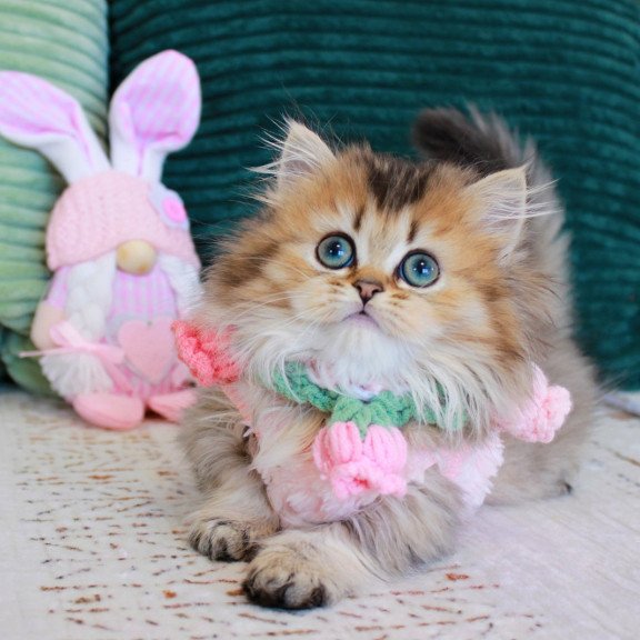Munchkin EZ Jasmine