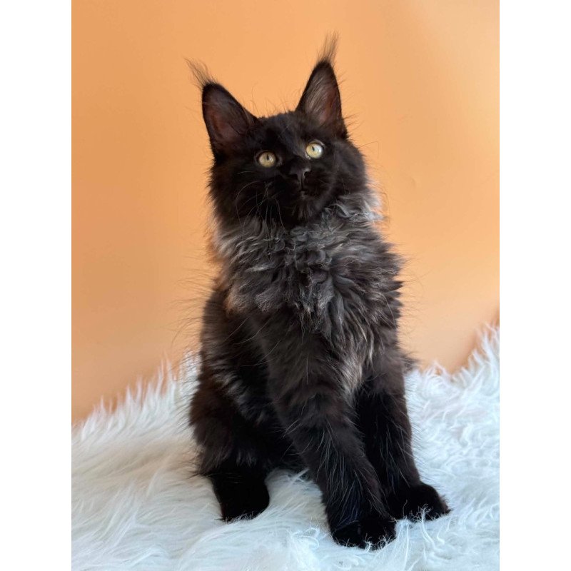 Maine Coon EZ Seraphina