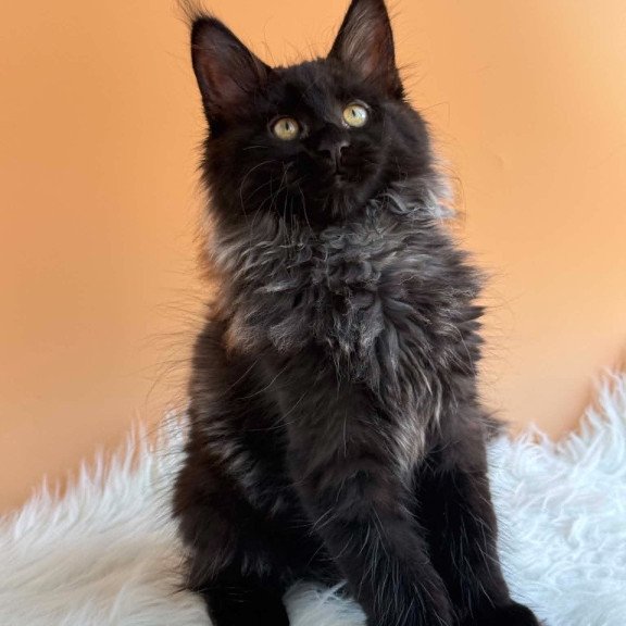 Maine Coon EZ Seraphina