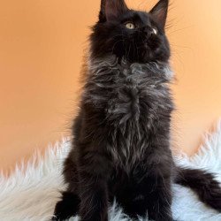 Maine Coon EZ Seraphina