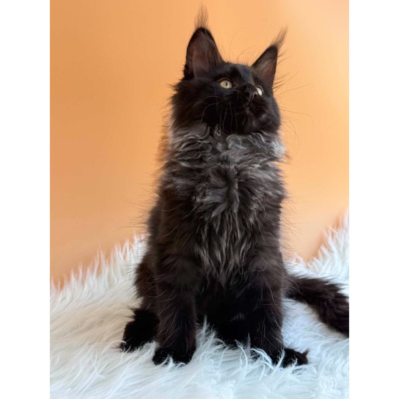 Maine Coon EZ Seraphina
