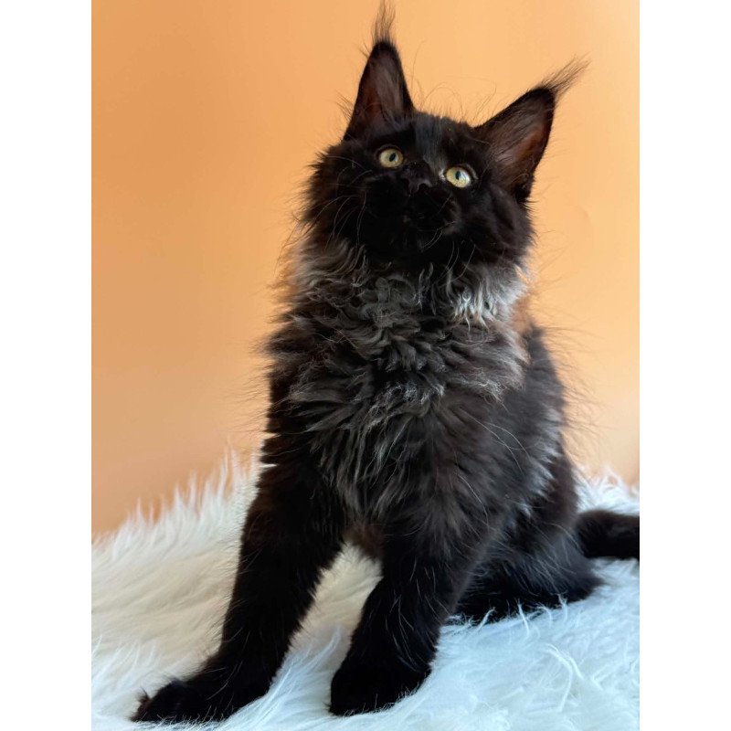 Maine Coon EZ Seraphina