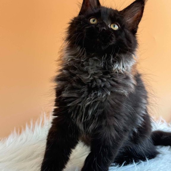 Maine Coon EZ Seraphina