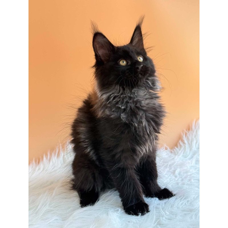 Maine Coon EZ Seraphina