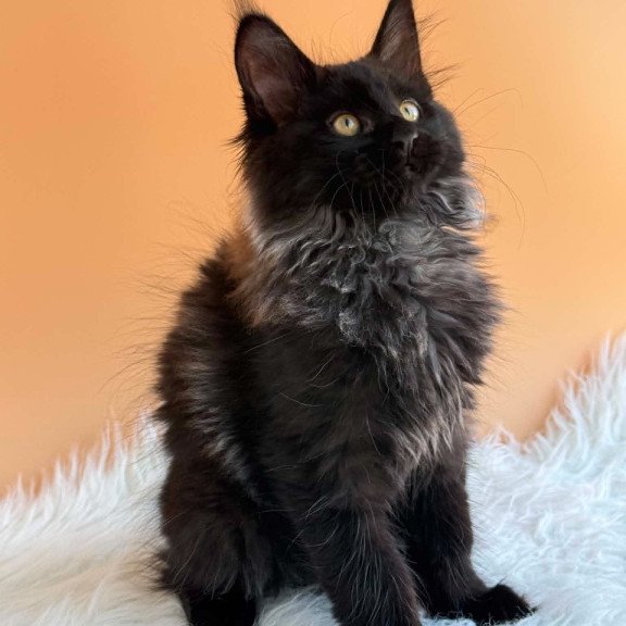 Maine Coon EZ Seraphina