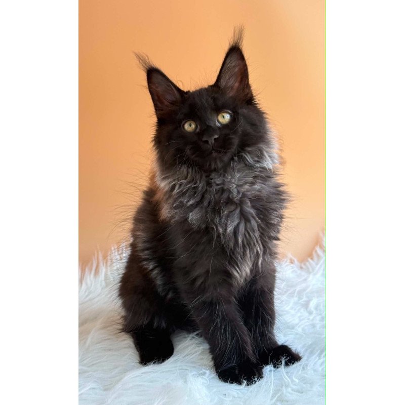 Maine Coon EZ Seraphina