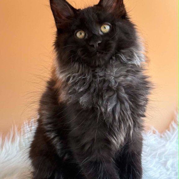 Maine Coon EZ Seraphina