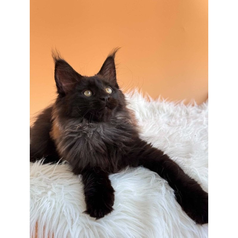 Maine Coon EZ Silva