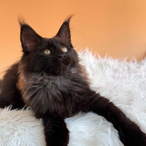 Maine Coon EZ Silva