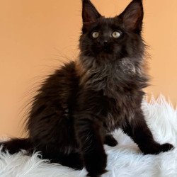 Maine Coon EZ Silva