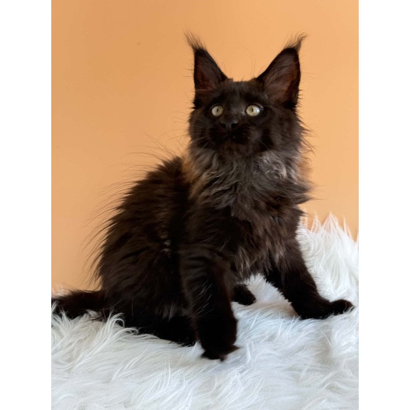 Maine Coon EZ Silva