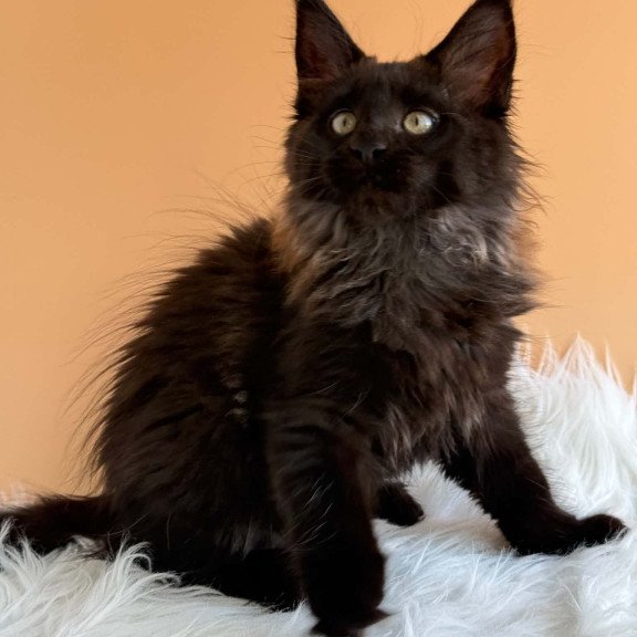 Maine Coon EZ Silva