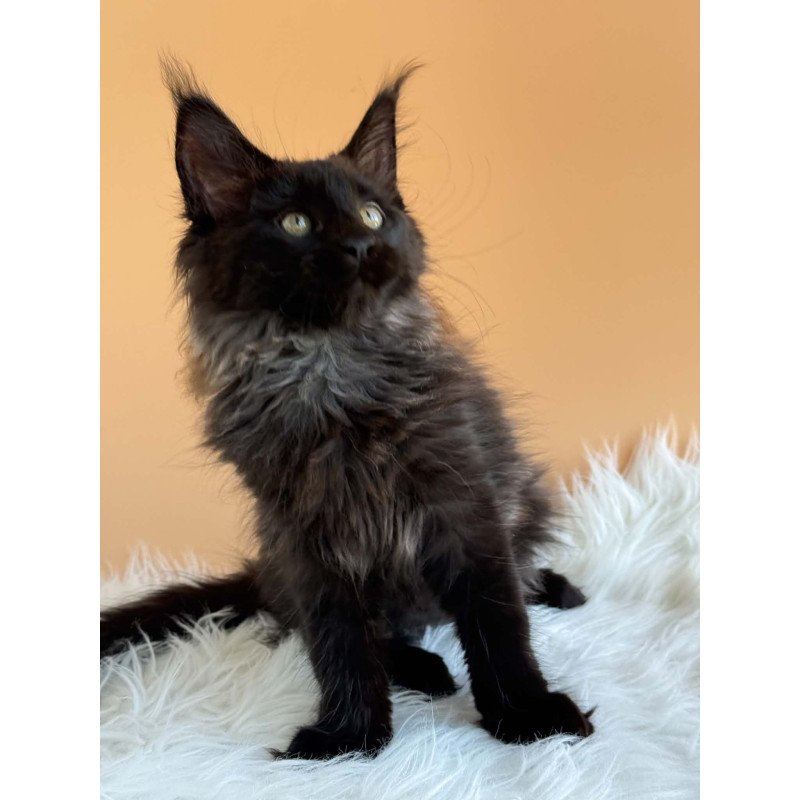 Maine Coon EZ Silva
