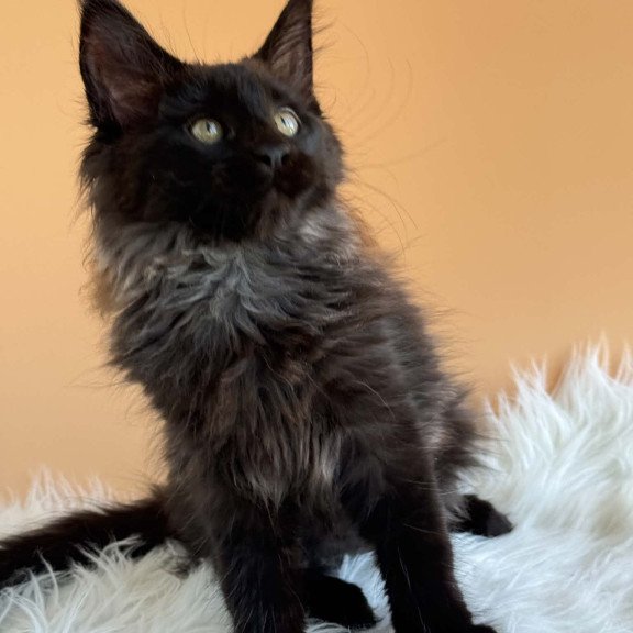 Maine Coon EZ Silva