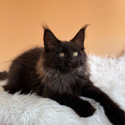 Maine Coon EZ Silva