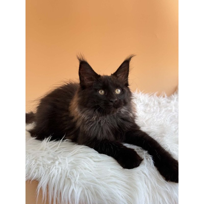Maine Coon EZ Silva