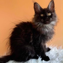 Maine Coon EZ Stella