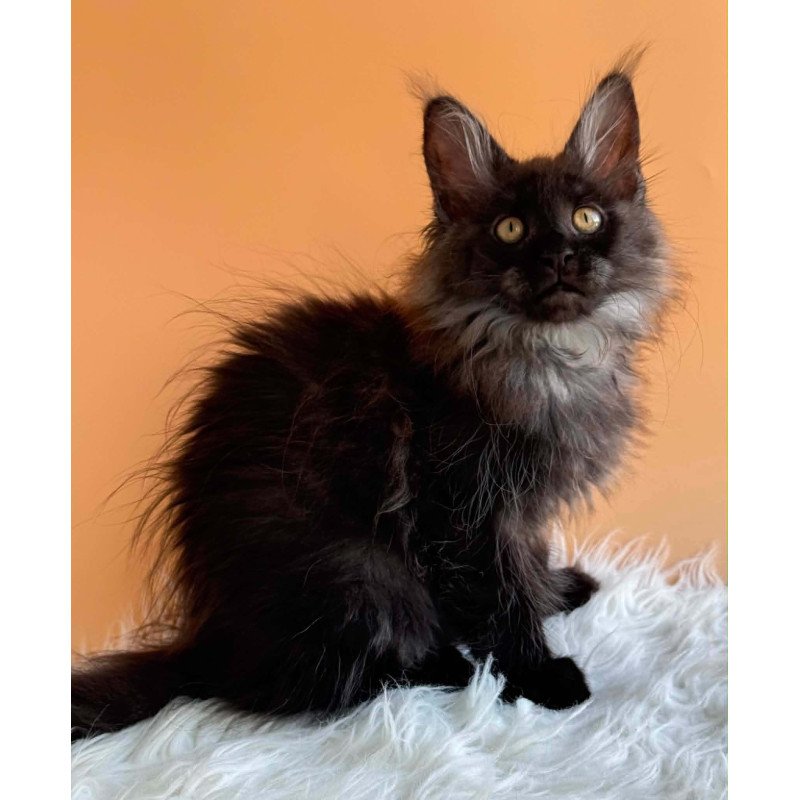Maine Coon EZ Stella