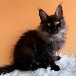 Maine Coon EZ Stella