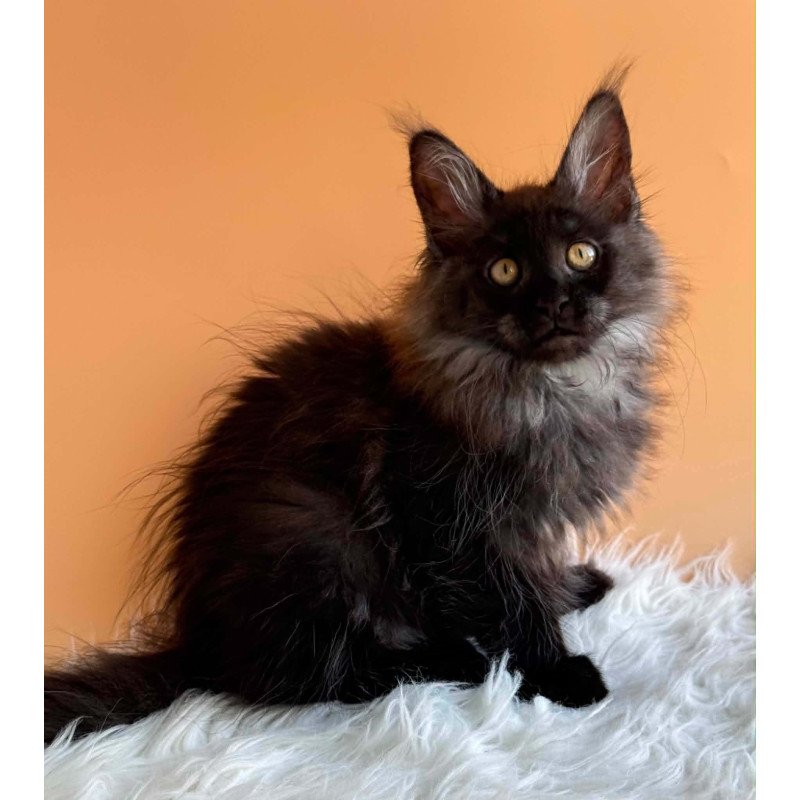 Maine Coon EZ Stella
