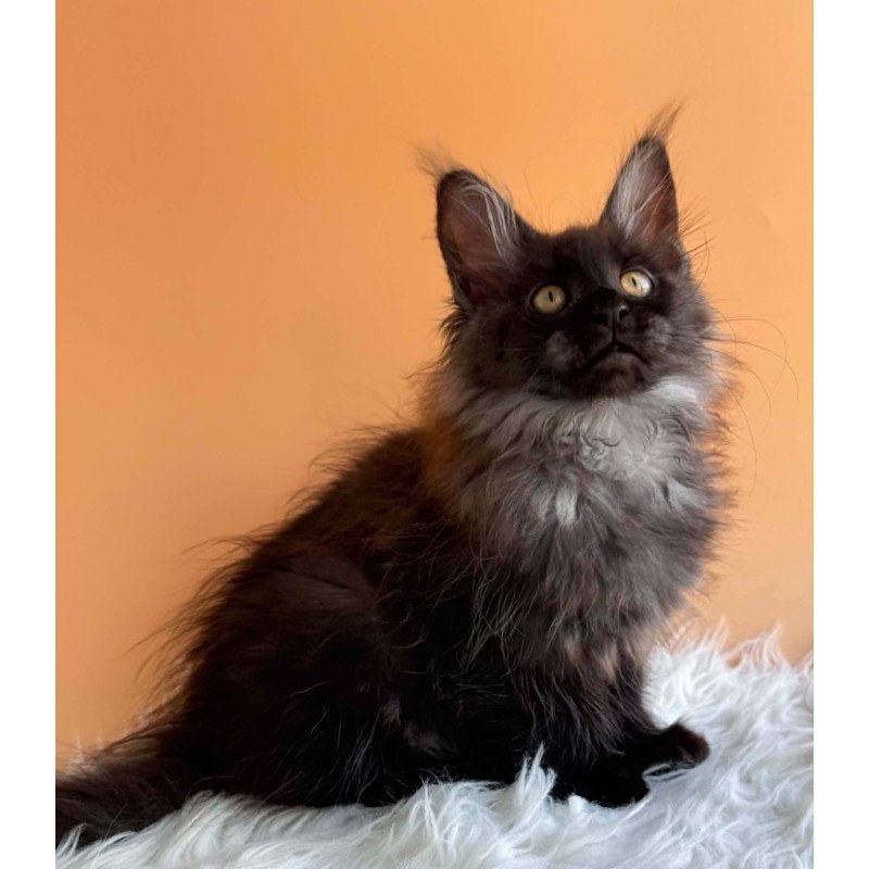 Maine Coon EZ Stella