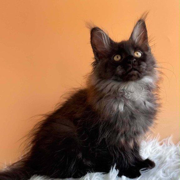 Maine Coon EZ Stella