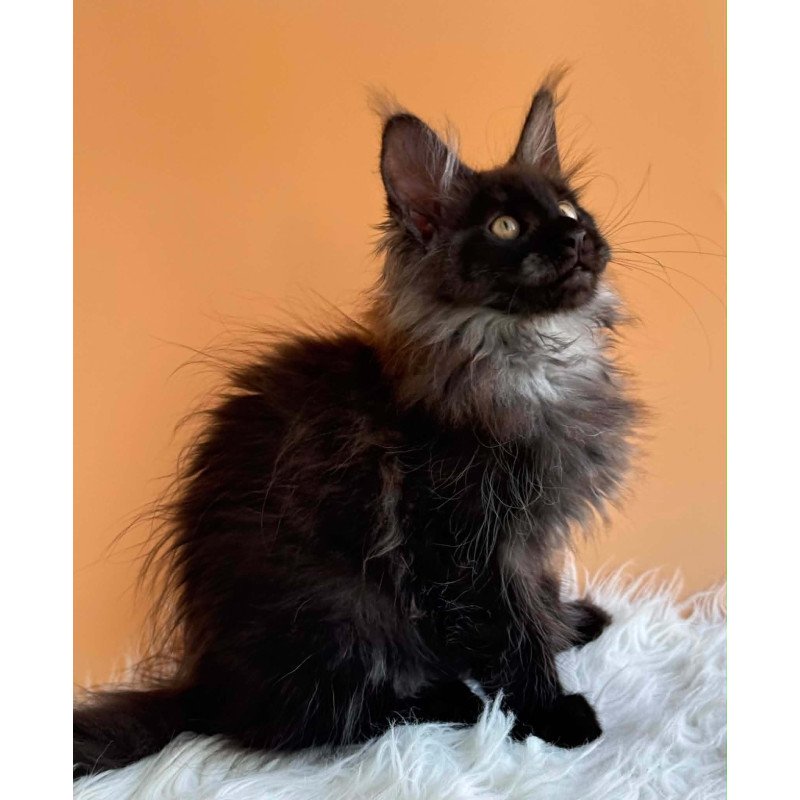 Maine Coon EZ Stella