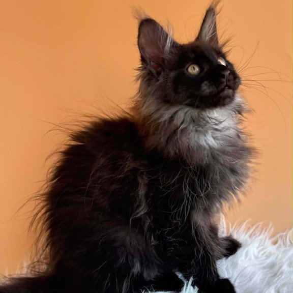 Maine Coon EZ Stella