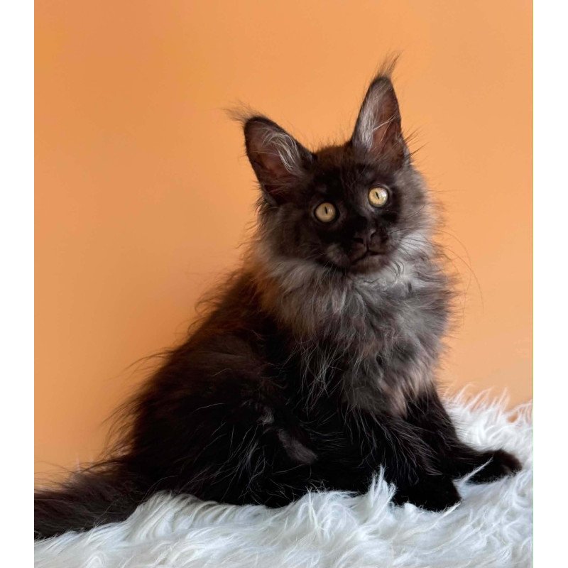 Maine Coon EZ Stella