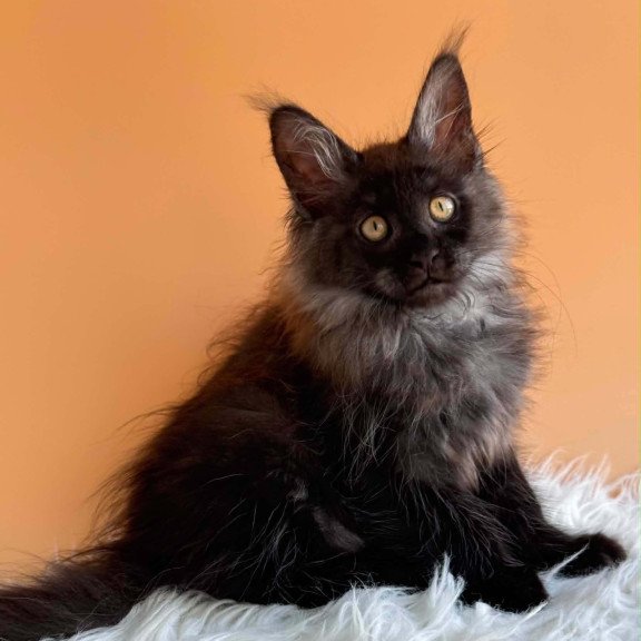 Maine Coon EZ Stella