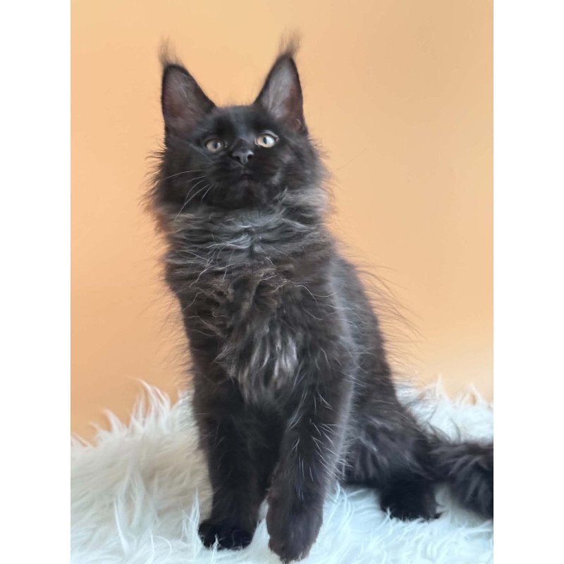 Maine Coon EZ Sara