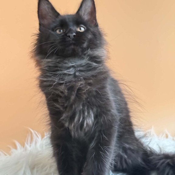 Maine Coon EZ Sara