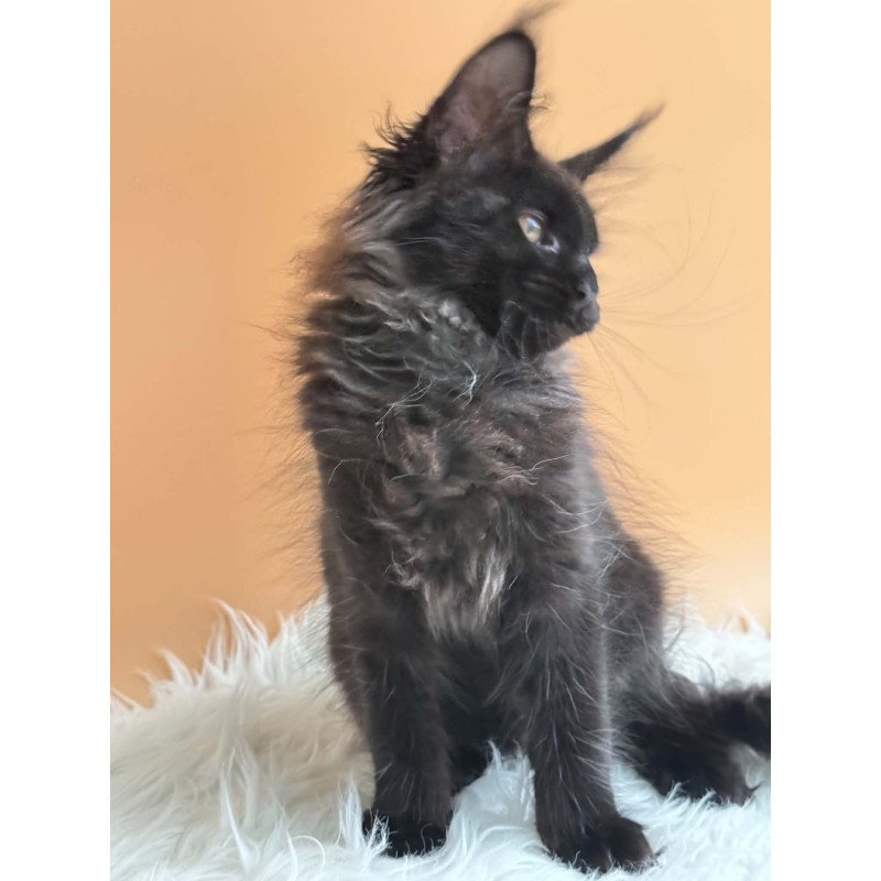 Maine Coon EZ Sara