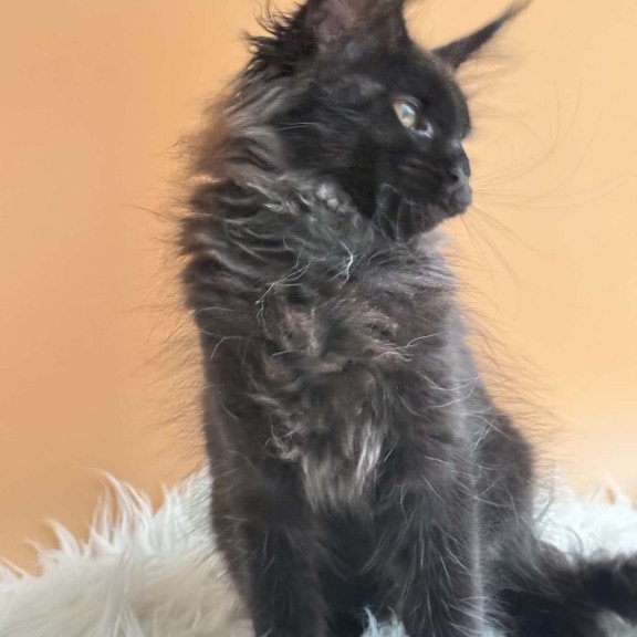 Maine Coon EZ Sara