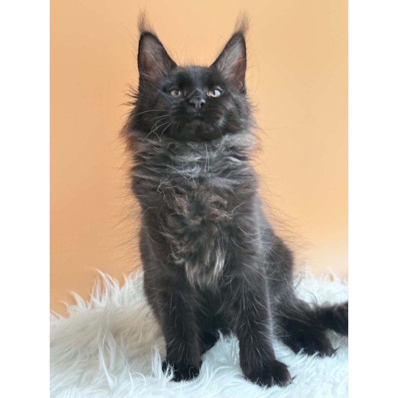 Maine Coon EZ Sara