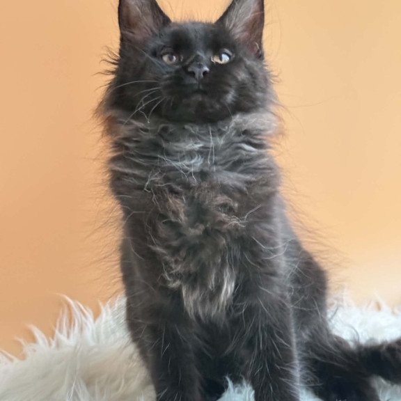 Maine Coon EZ Sara