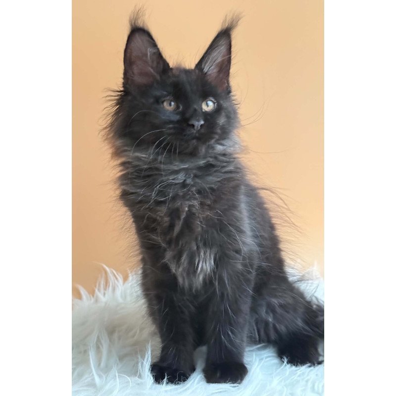 Maine Coon EZ Sara