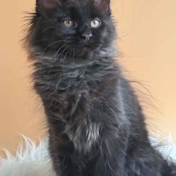 Maine Coon EZ Sara