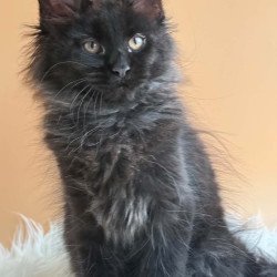 Maine Coon EZ Sara