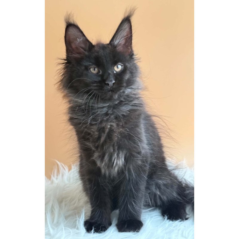 Maine Coon EZ Sara