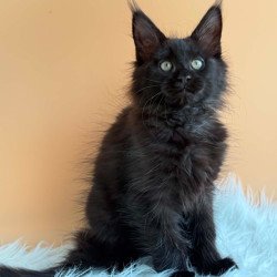 Maine Coon EZ Sonya