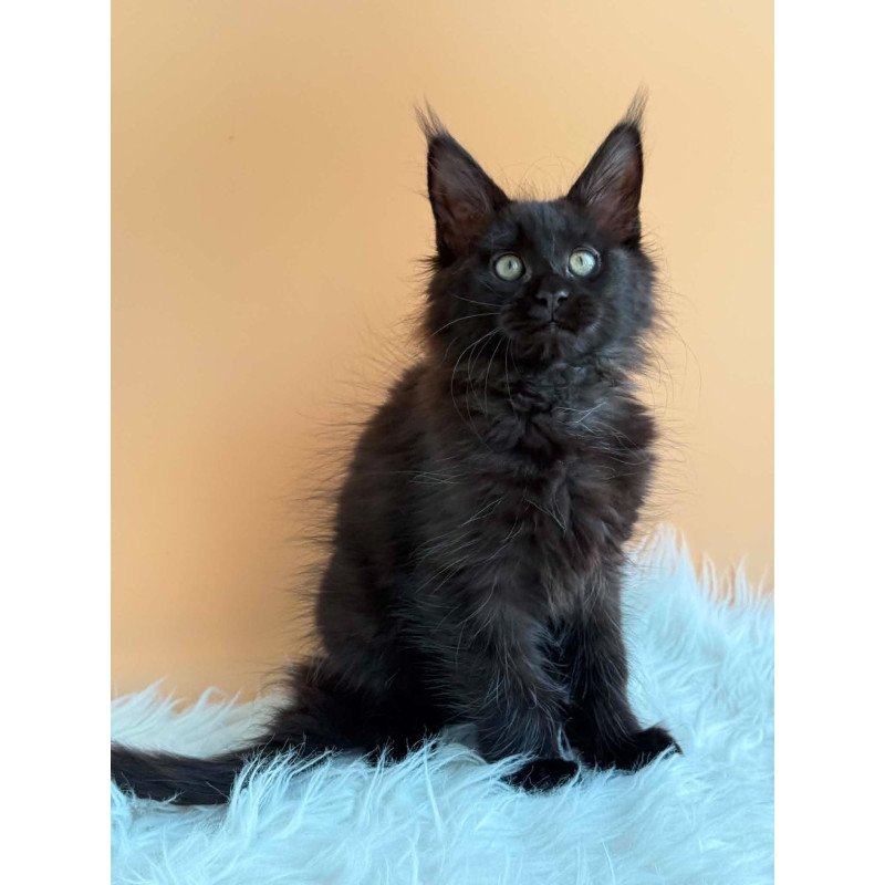 Maine Coon EZ Sonya