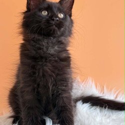Maine Coon EZ Sonya