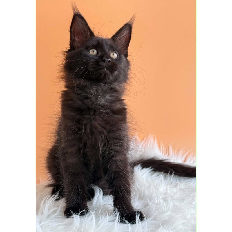 Maine Coon EZ Sonya