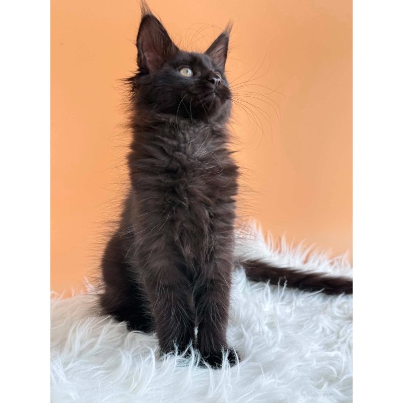 Maine Coon EZ Sonya