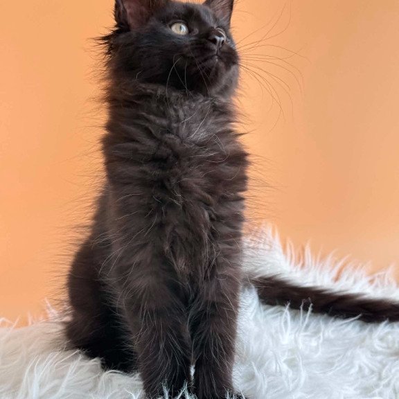 Maine Coon EZ Sonya