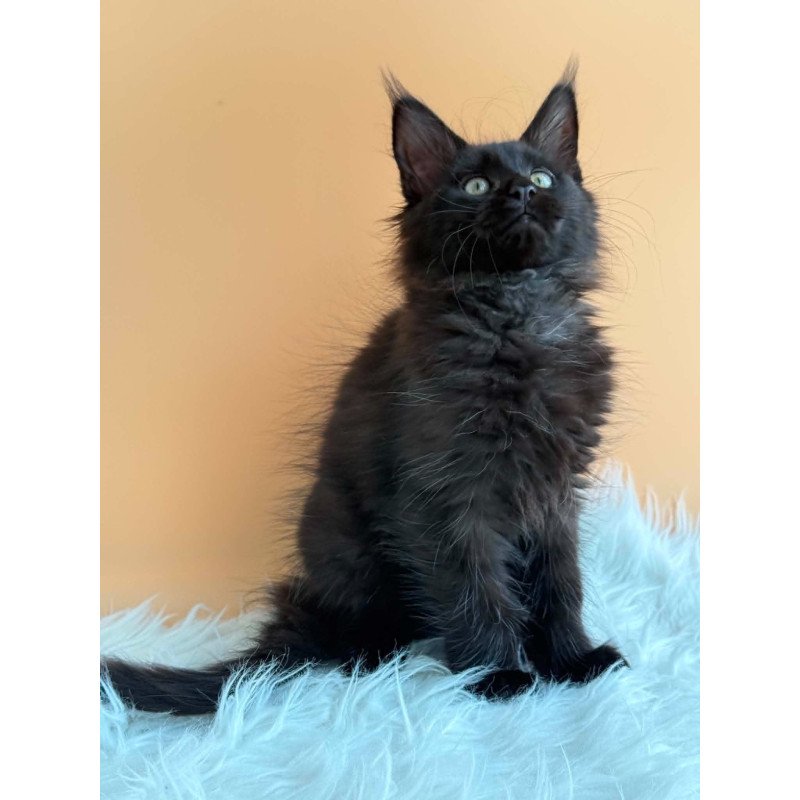 Maine Coon EZ Sonya