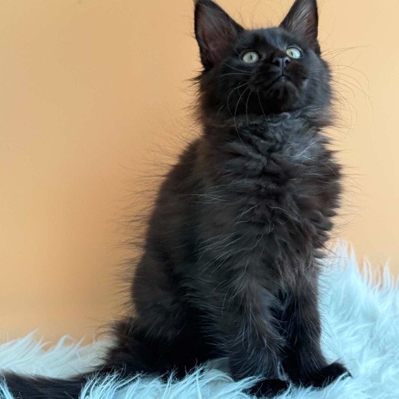 Maine Coon EZ Sonya