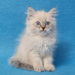 Siberian EZ Angel