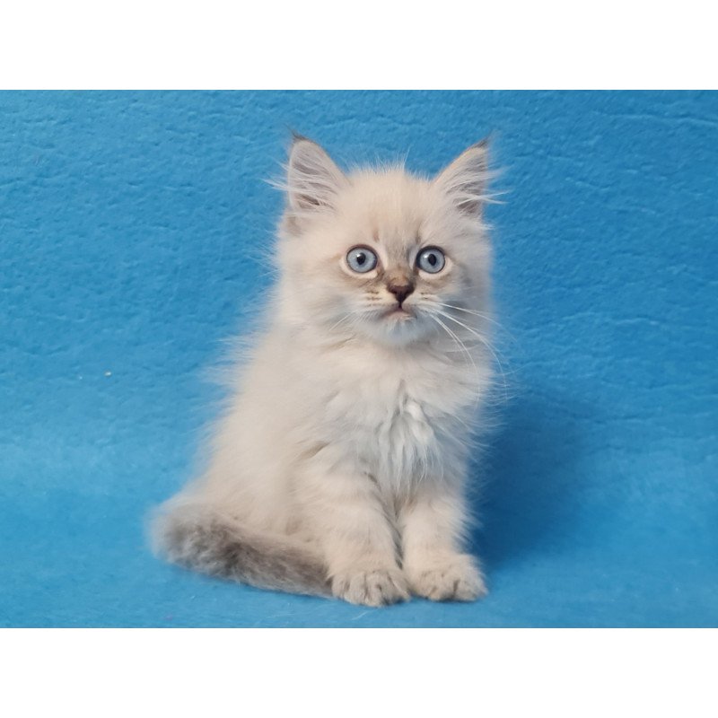 Siberian EZ Angel